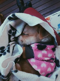 High angle view of dog sleeping