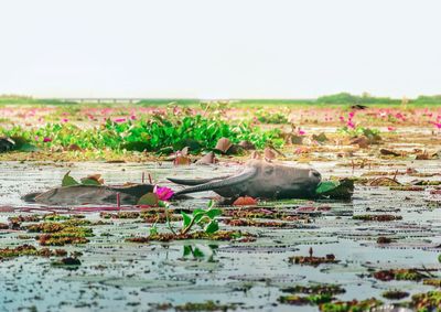 View of flowers floating on the lake