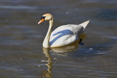 Close-up side view of swan in water