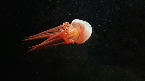 Close-up of fish in water