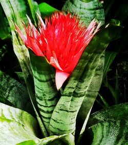 Close-up of red flower