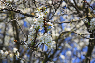 Close-up of cherry blossoms in spring