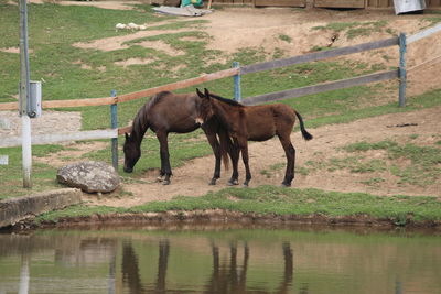 Horses standing in a lake