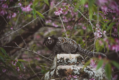 Bird perching on a tree