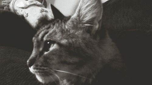Close-up of cat looking away