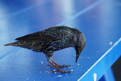 Close-up of bird