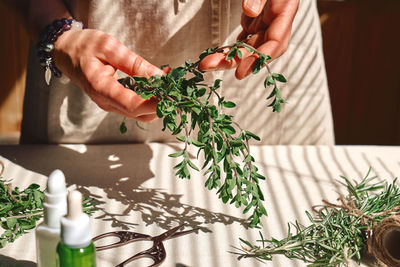 Alternative medicine. woman holding in her hands a bunch of marjoram.