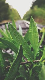 Close-up of fresh green plant