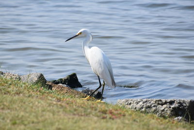 Egret by lake
