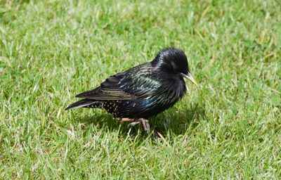 Black bird on grass