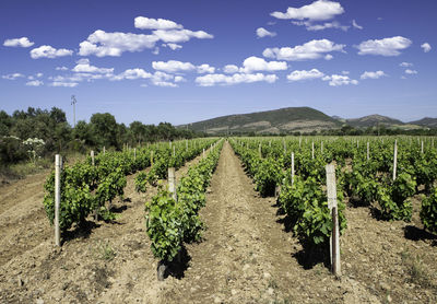 Scenic view of vineyard against sky