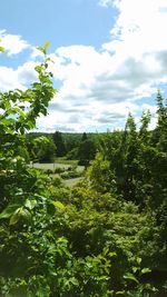 View of trees against cloudy sky