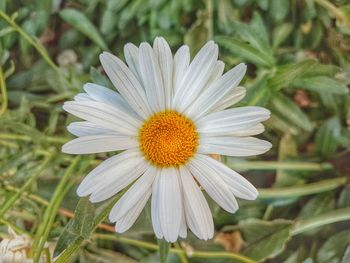 Close-up of white daisy blooming outdoors