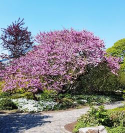 Pink flowers on tree against clear sky