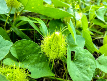 Close-up of insect on plant