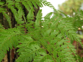 Close-up of wet plant leaves