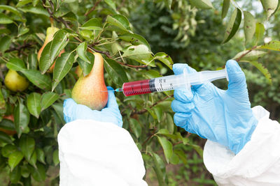 Cropped hands injecting pear hanging on plants