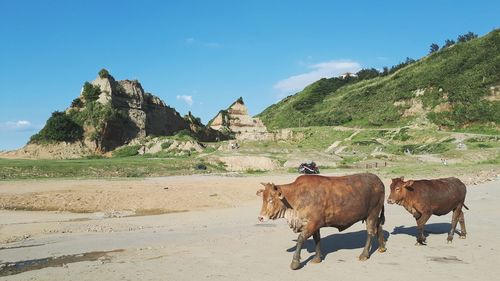 Cows on landscape against sky