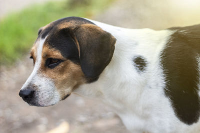 Beagle dog scratching body on green grass outdoor in the park on sunny day