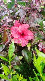 Close-up of hibiscus blooming outdoors
