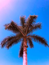 Low angle view of coconut palm tree against blue sky