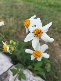 Close-up of white daisy flower