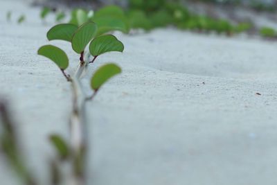 Close-up of plant leaves on footpath