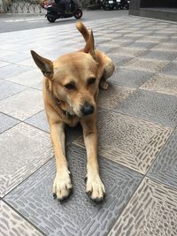 High angle portrait of dog relaxing on footpath