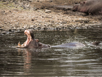 Side view of hippopotamus yawning in water