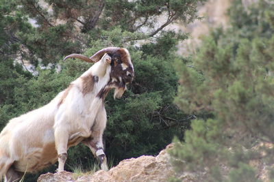 Goat on nature at akamas