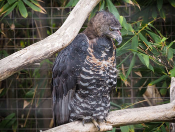 Close-up of owl perching outdoors