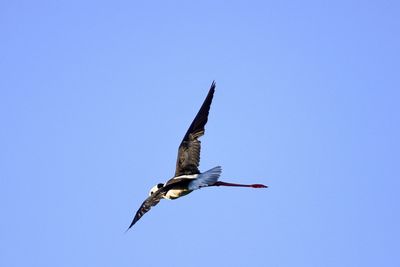 Low angle view of seagull flying