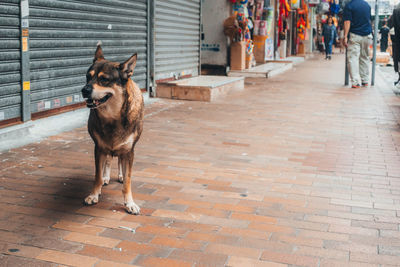 Dog looking away on sidewalk