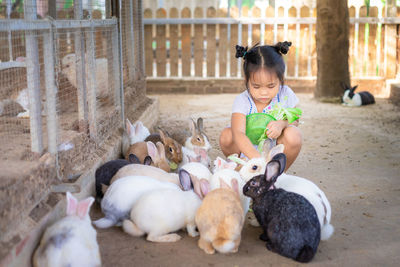 Girl feeding rabbits