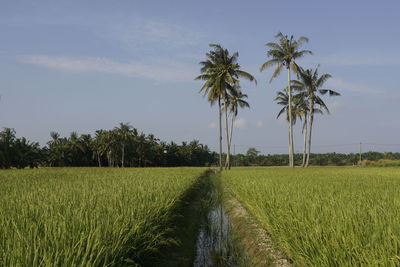 Scenic view of agricultural field against sky