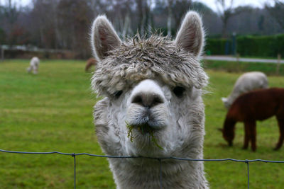 Close-up of alpaca on field