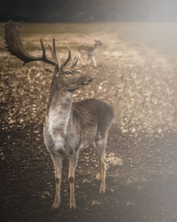 Deer standing in a field