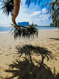 Palm trees on beach against sky