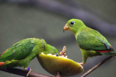 Close-up of parrot perching