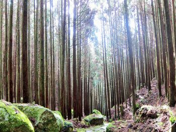 Trees in forest