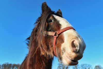 Close-up of horse on field against clear blue sky