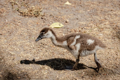 Side view of a bird on field