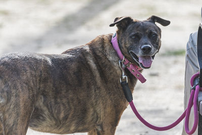 Portrait of a dog