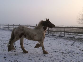 Horse on beach against sky