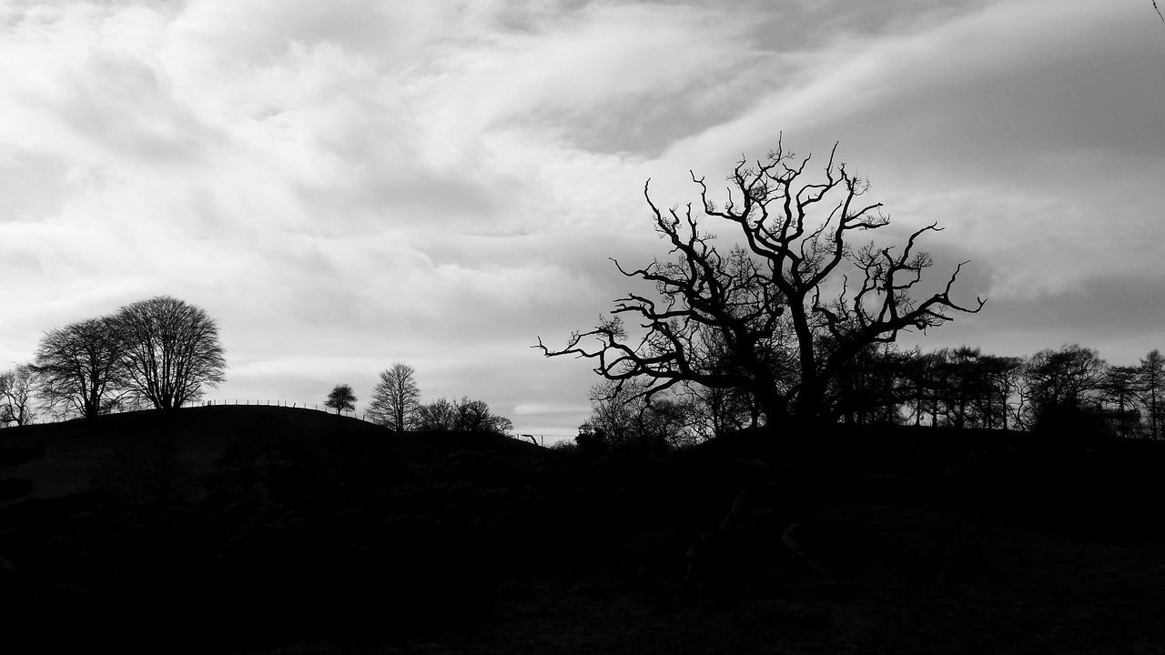 sky, tree, bare tree, tranquility, silhouette, tranquil scene, cloud - sky, landscape, branch, scenics, nature, beauty in nature, cloud, cloudy, field, non-urban scene, growth, outdoors, non urban scene, low angle view