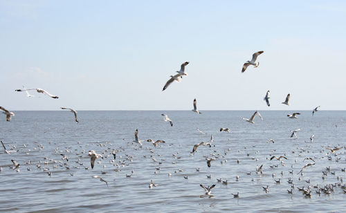 Many seagull flying in sky