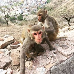 Monkeys sitting on rocks