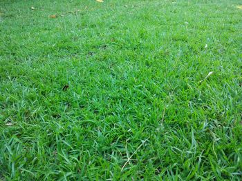 Full frame shot of grassy field