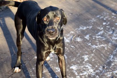 Portrait of dog