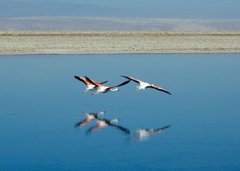 Flamingos flying over lake